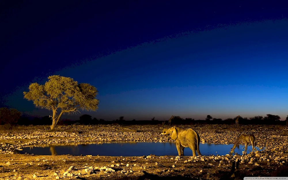 Etosha National Park in Africa