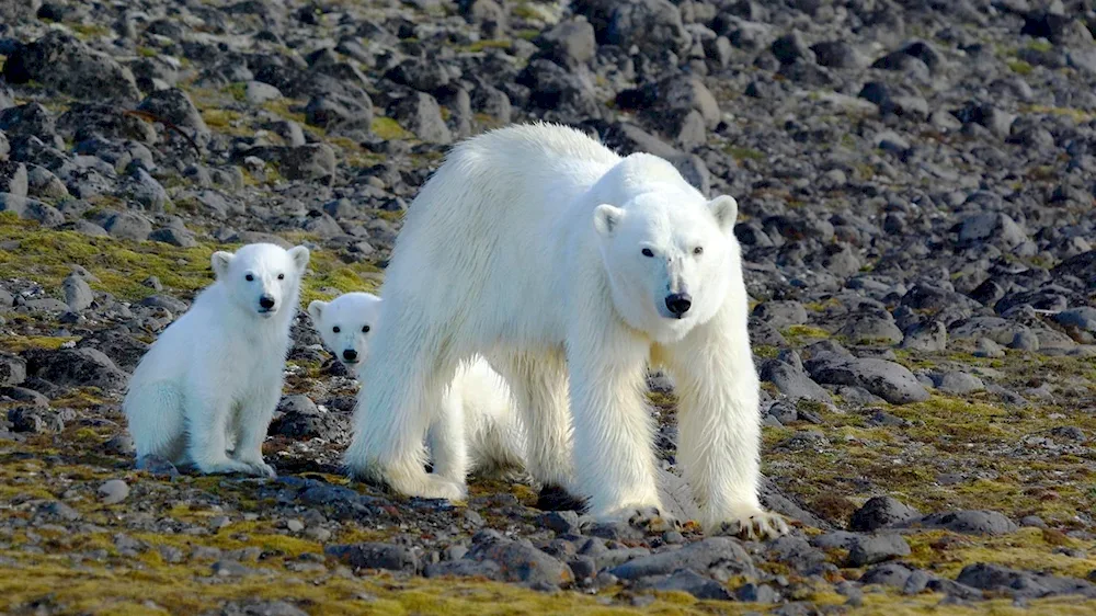 Russian Arctic National Park