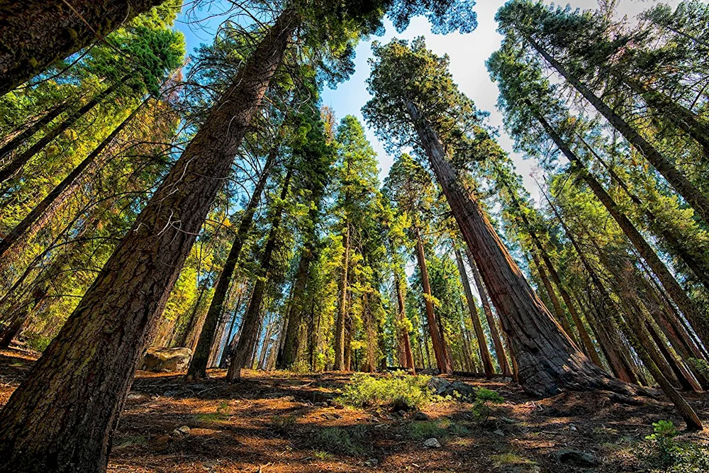 Sequoia National Park USA