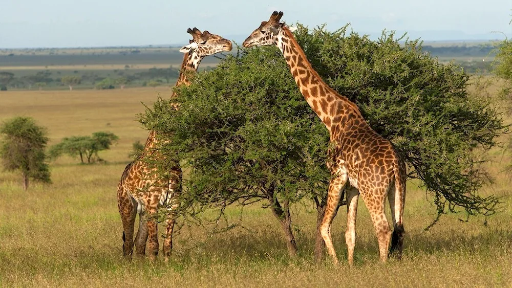 Serengeti National Park