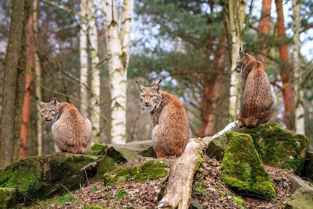 European Library Bialowieza Forest