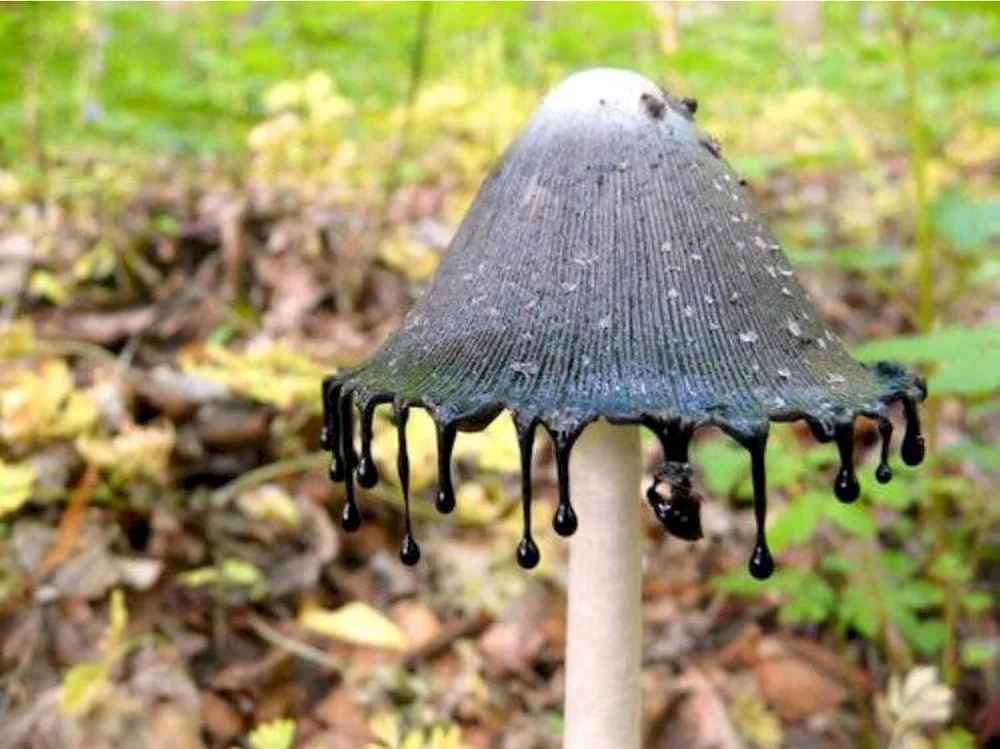 Hedgehog crested mushroom