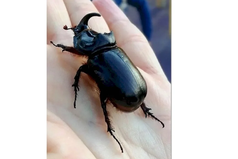 Beetle