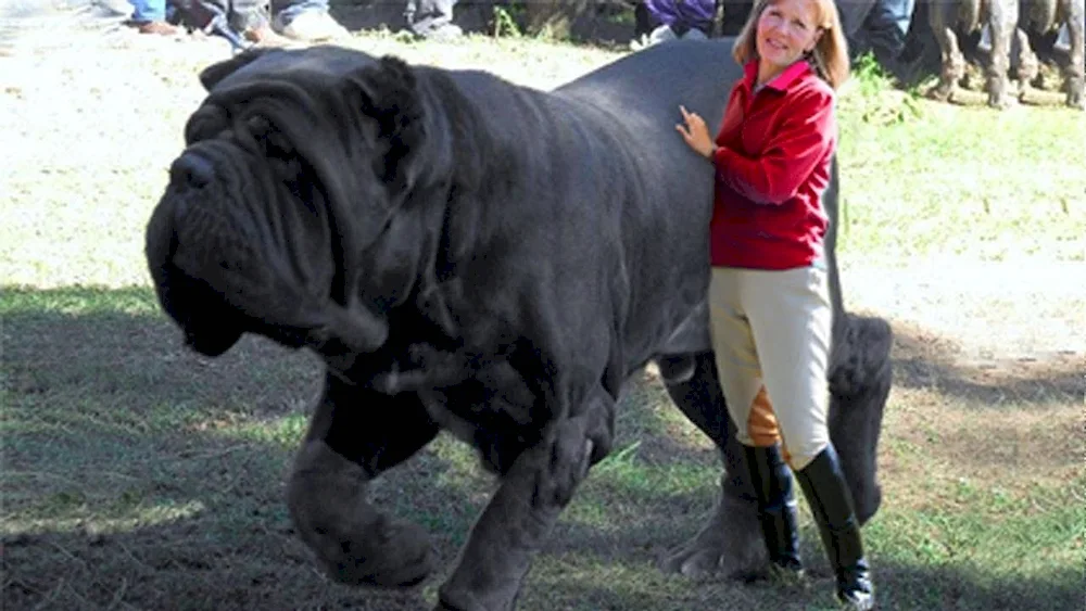 Neapolitan Mastiff Hercules