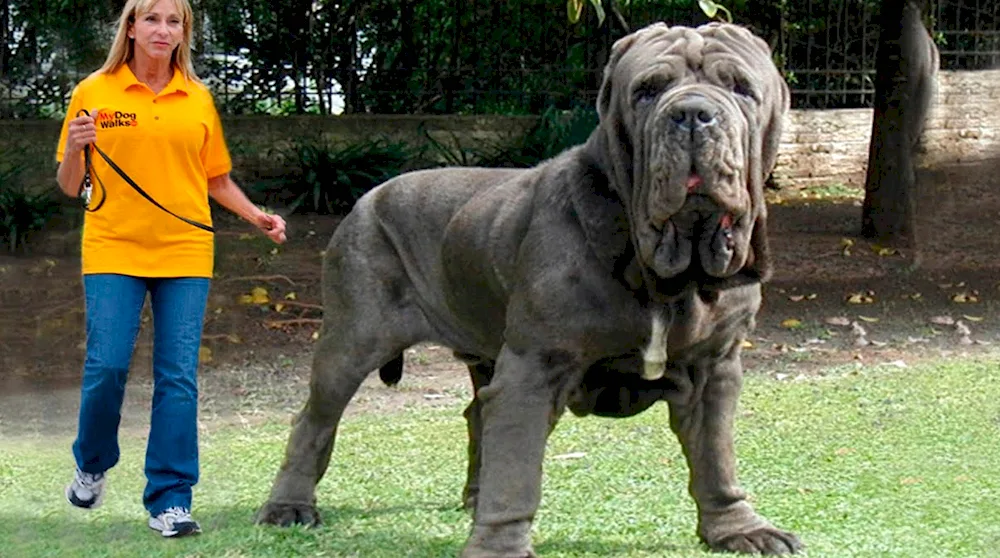 Neapolitan Mastiff Hercules