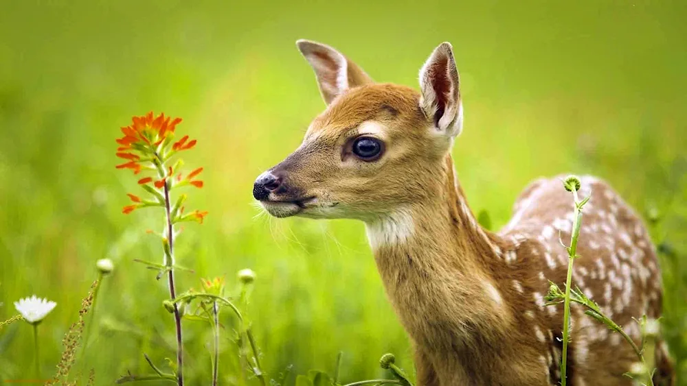 Nebula Baby deer