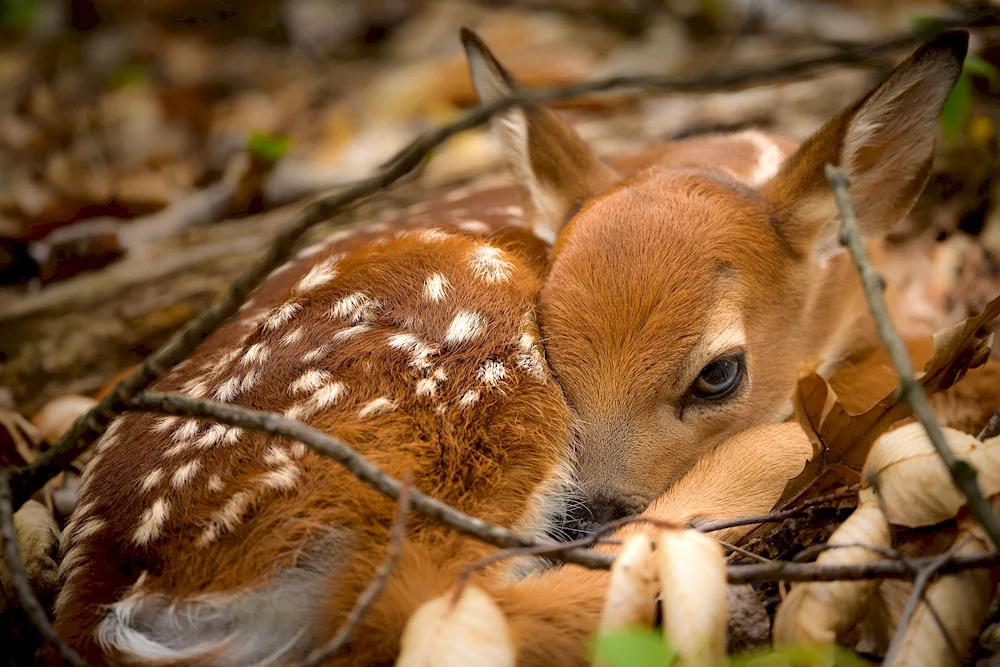 White-tailed reindeer fawns