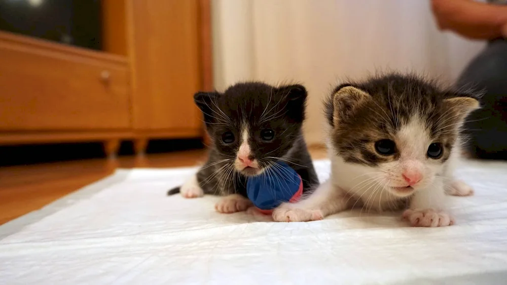 Week old kittens