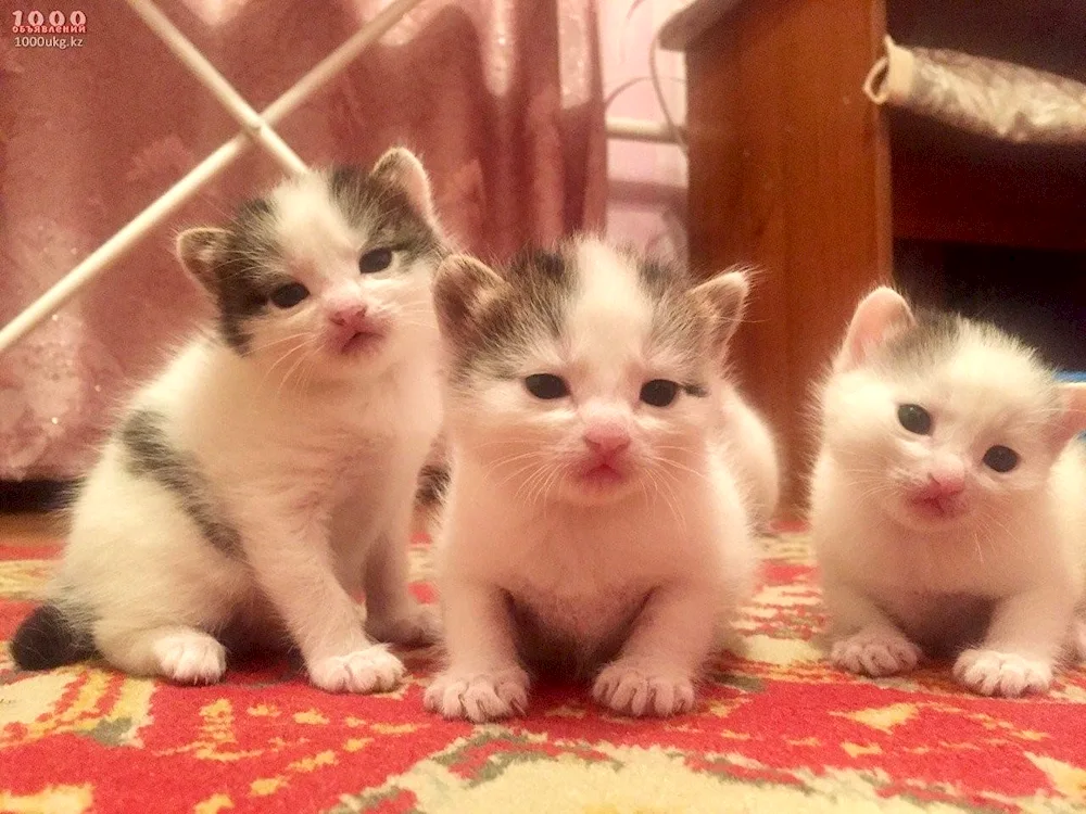 Week old kittens