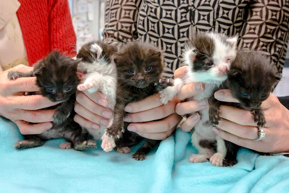 Newborn kittens