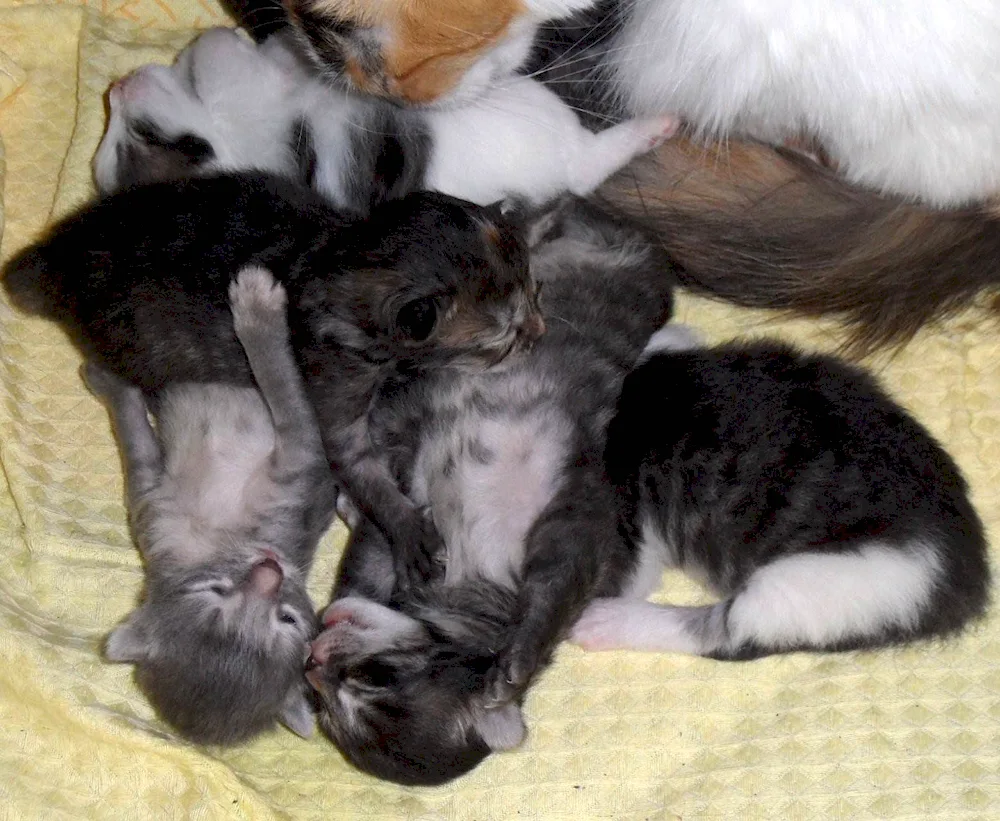 Newborn kittens