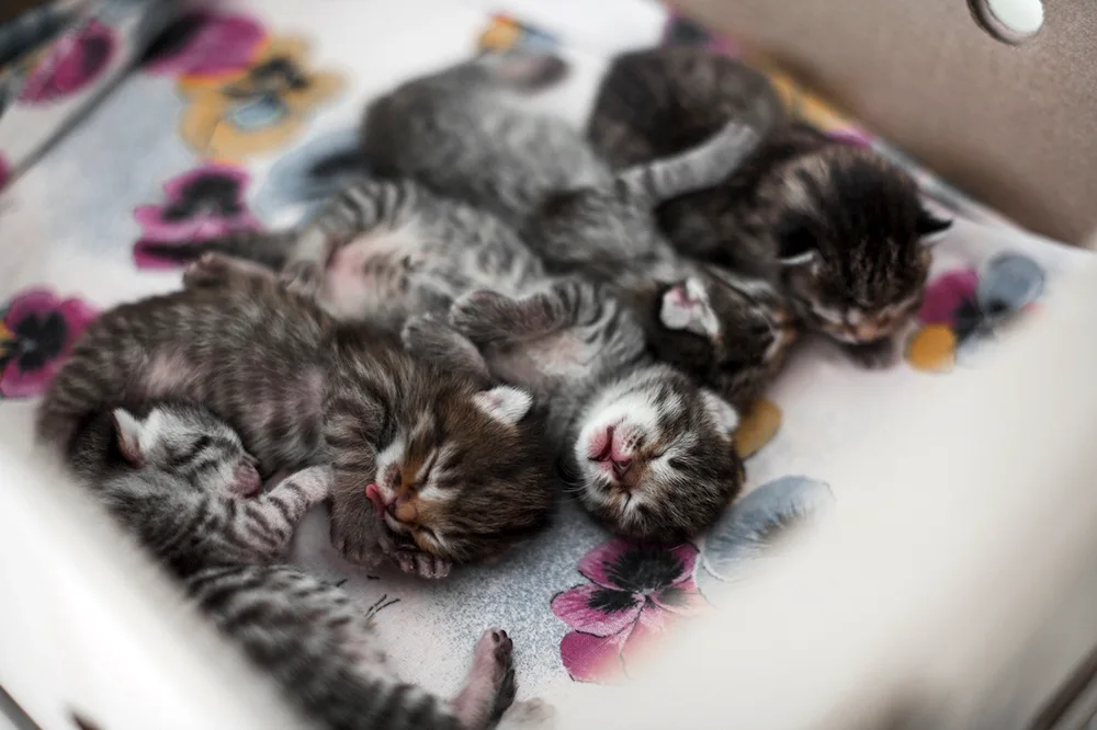 Newborn kittens