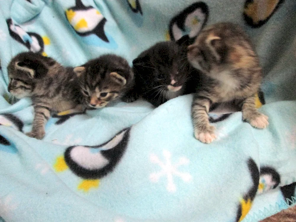 Newborn kittens