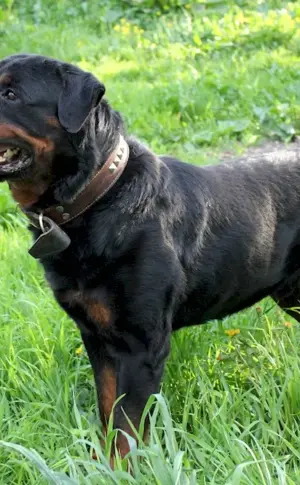 Unbought Rottweiler