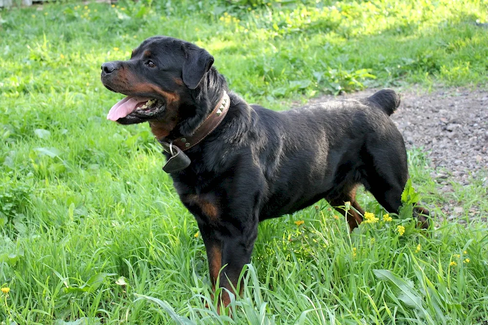 Unbought Rottweiler