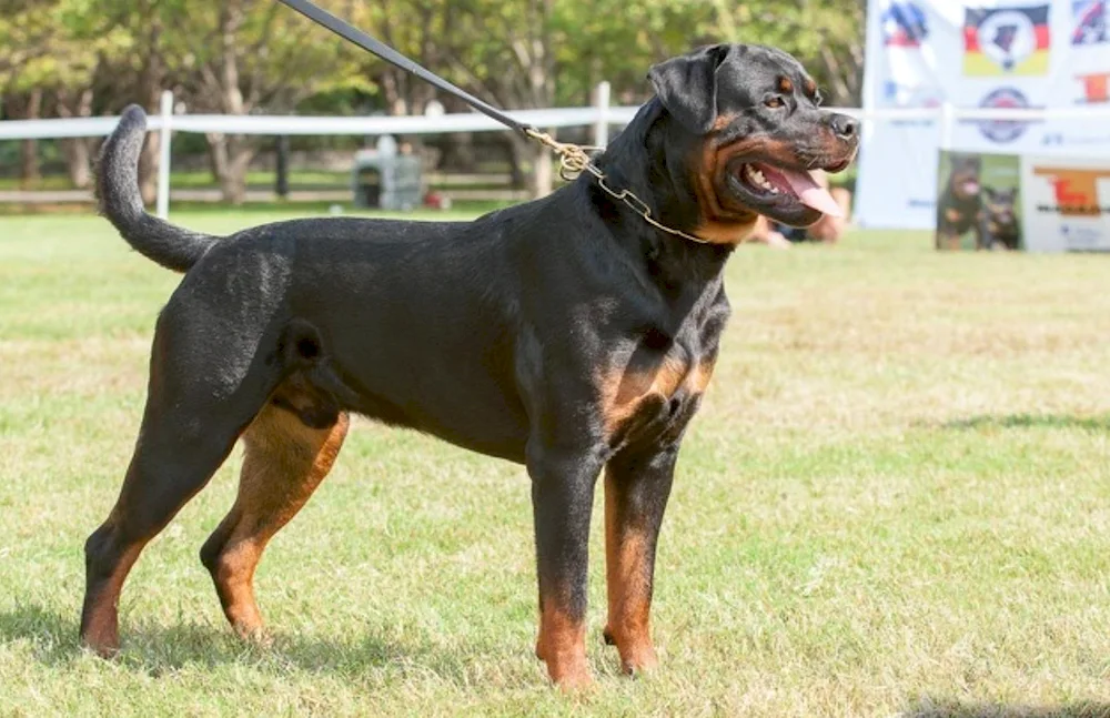 Unbought Rottweiler