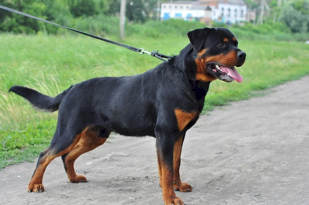 Unbought Rottweiler