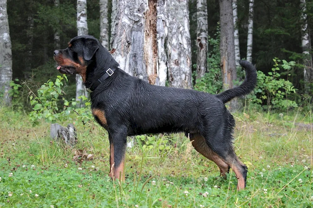 Unbought Rottweiler