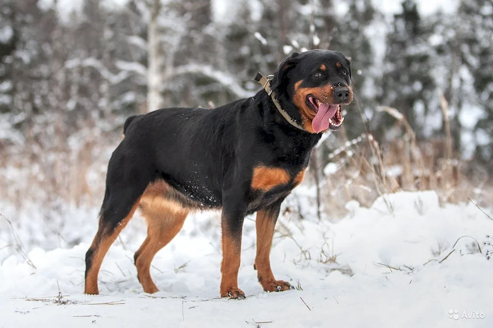 Rottweiler with tail