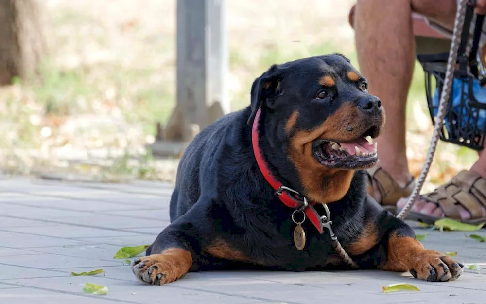 Unbought Rottweiler