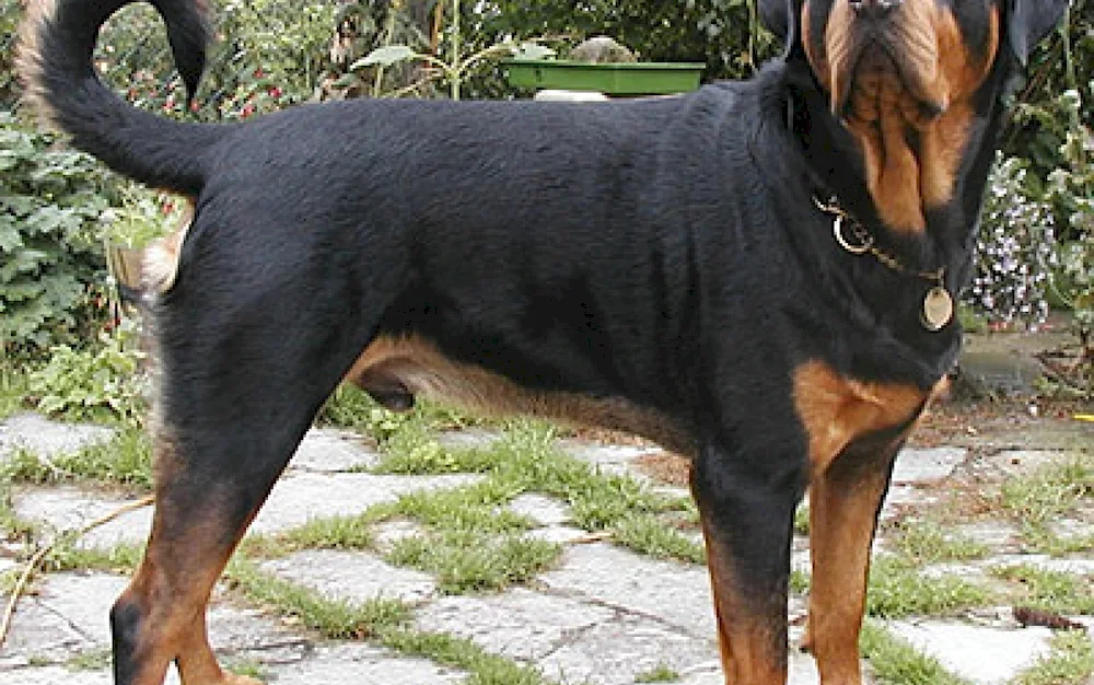 Rottweiler