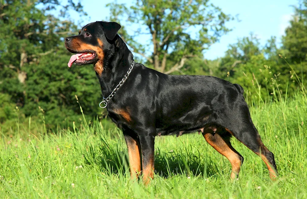 Rottweiler