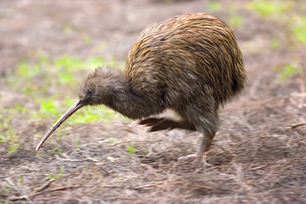 Non-flying kiwi birds