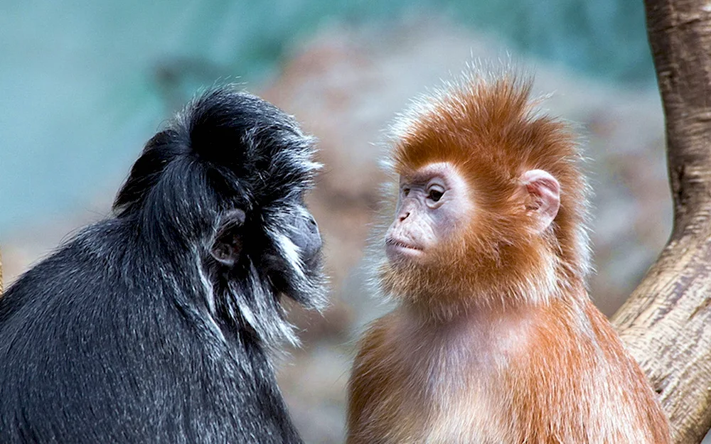 Nosed monkey