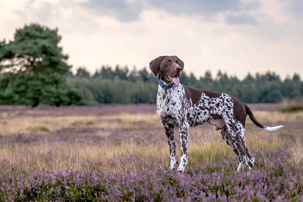 Foxhound terrier.