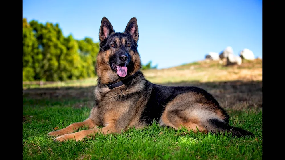 German Shepherd Dog Panda colour