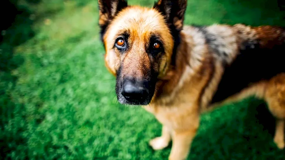 Long-haired German Shepherd