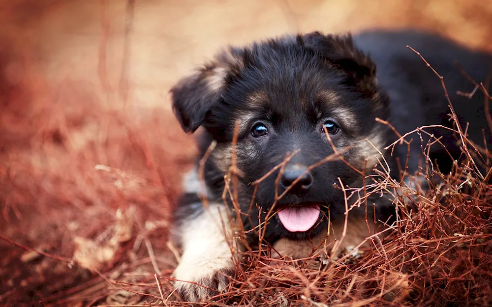 German shepherd dog 4 k