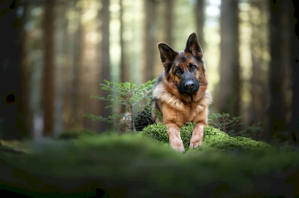 Garafian Shepherd dog