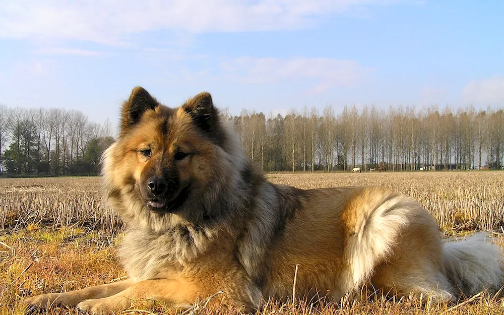 Bobtail dog