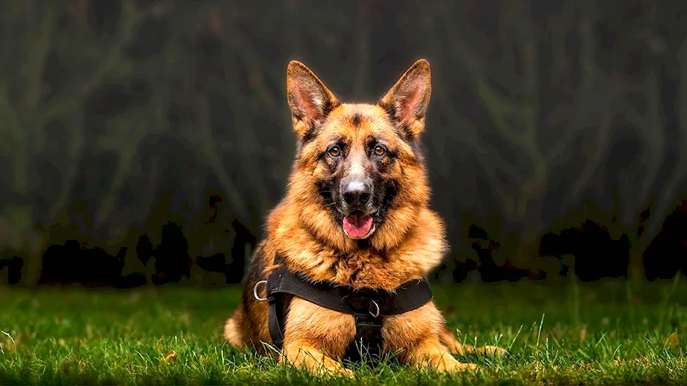 Dog German Shepherd