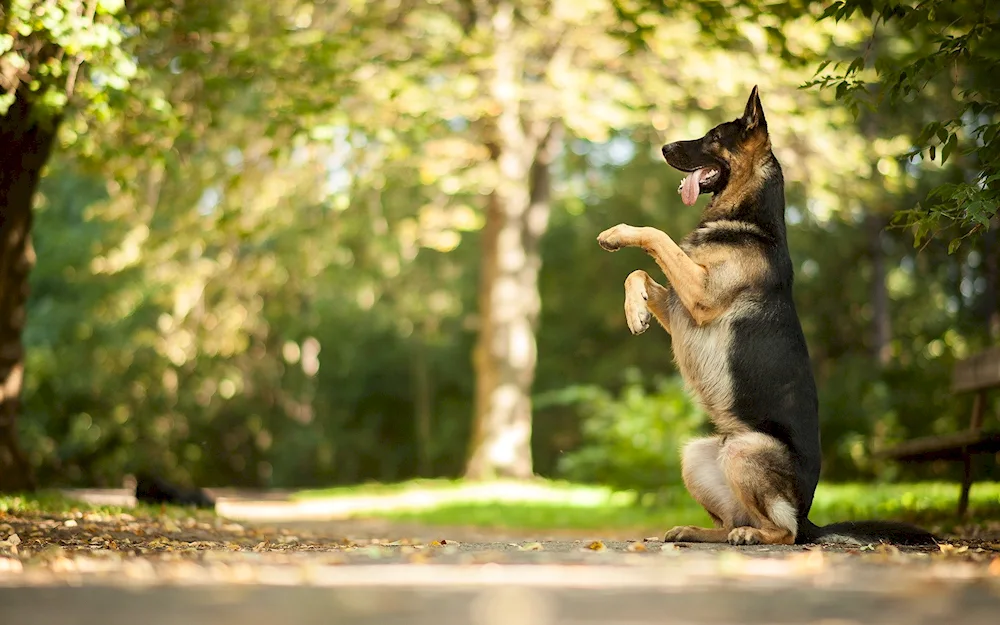 German shepherd dog