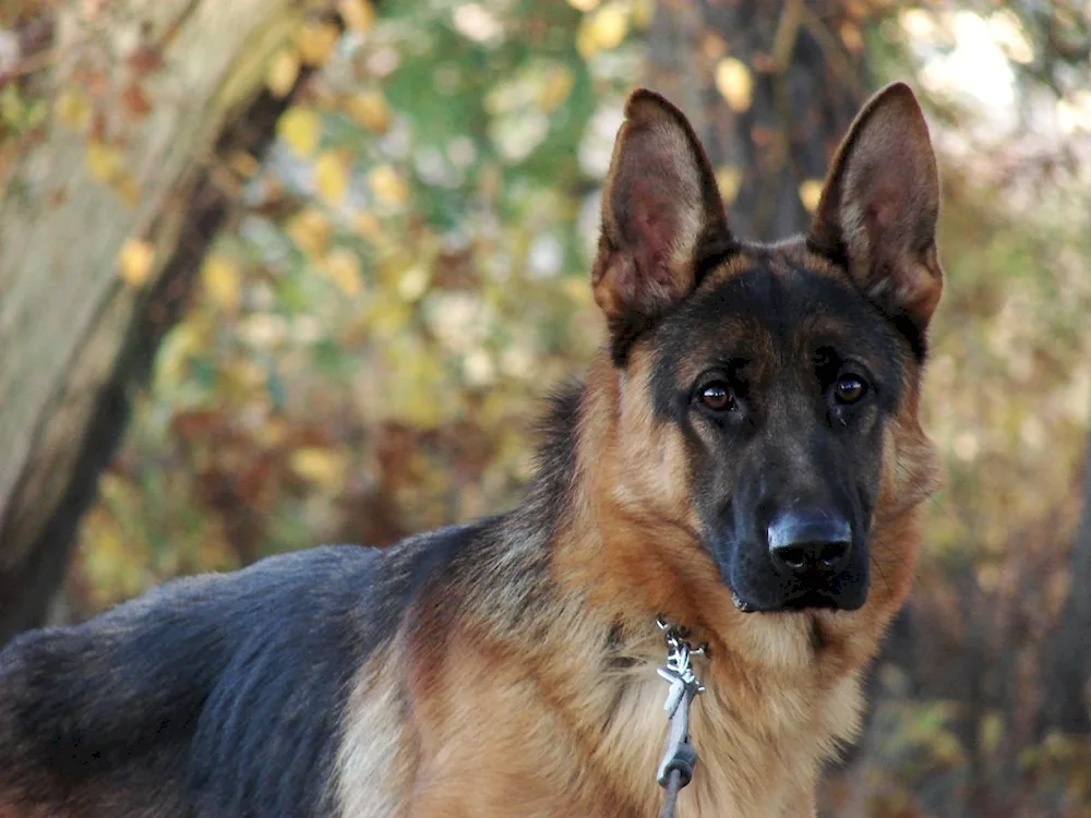 German Shepherd agouti