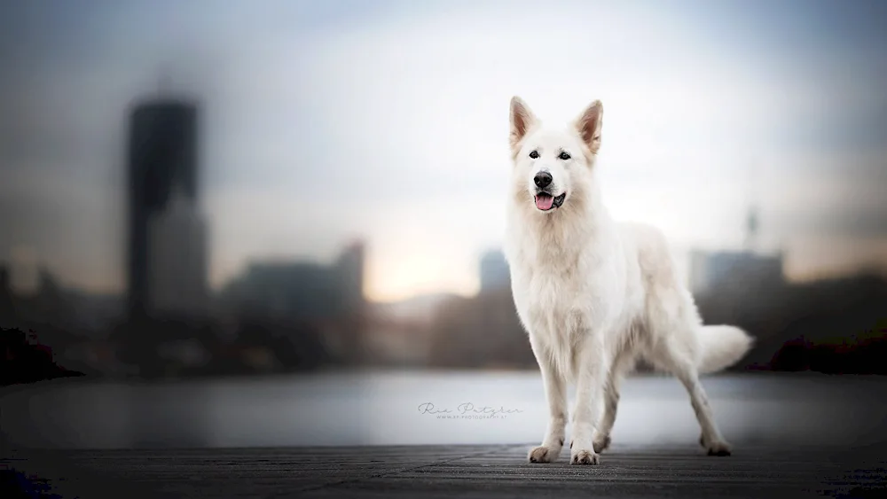 German Shepherd Albino