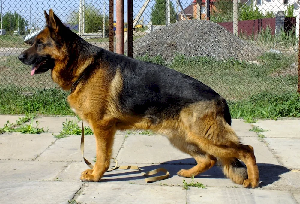 Chepra-coloured German Shepherd Dog