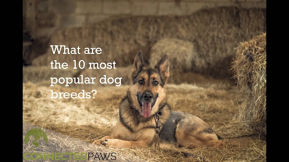 German Shepherd Cheprak