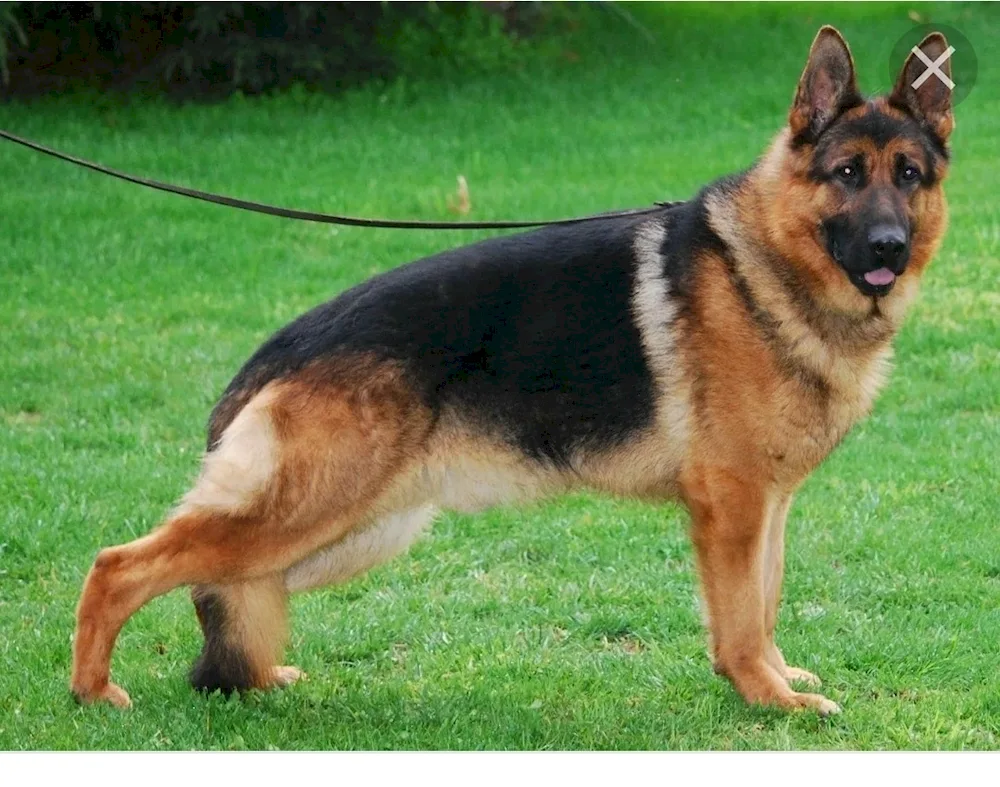 Cheprach German Shepherd Dog