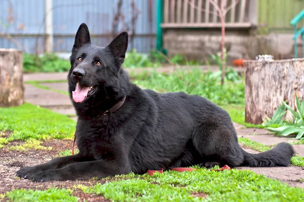 German Shepherd black