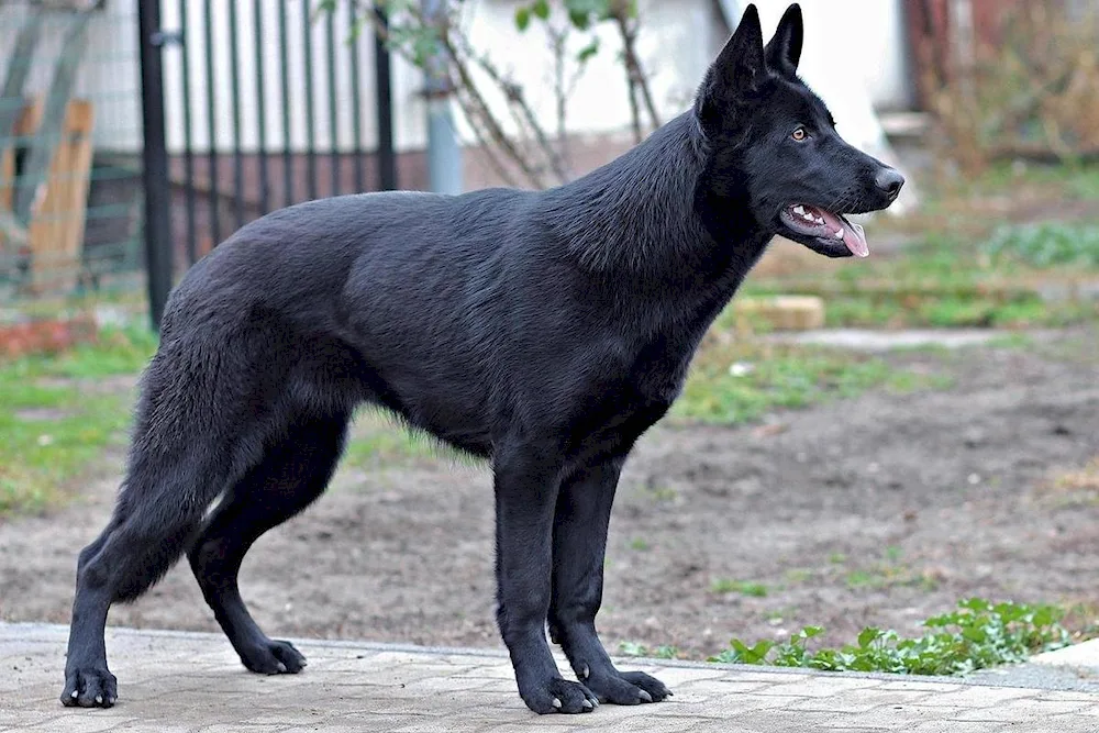 German Shepherd black