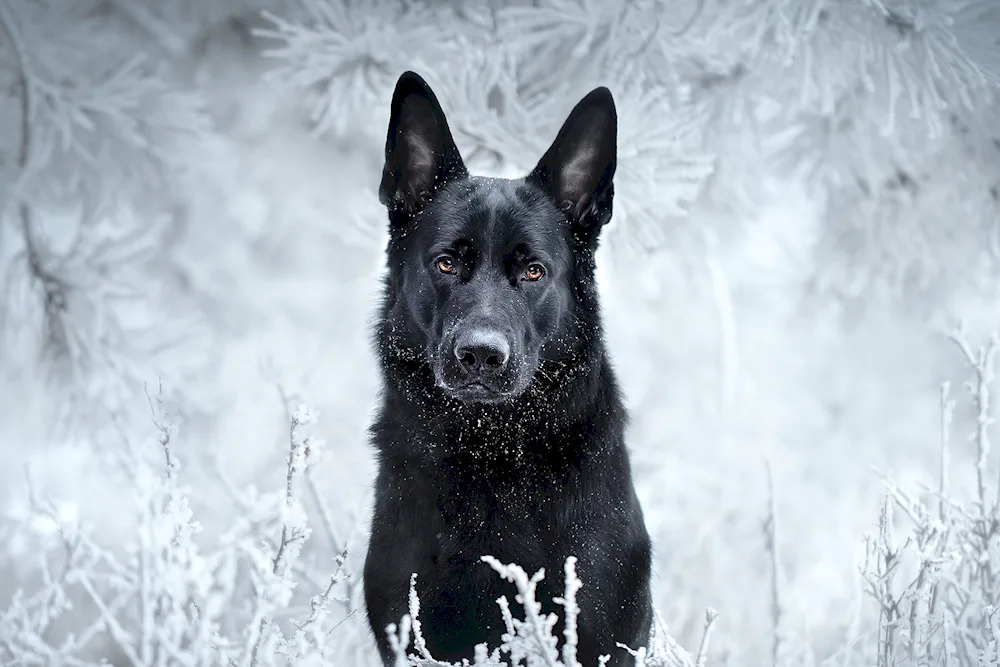 German shepherd black