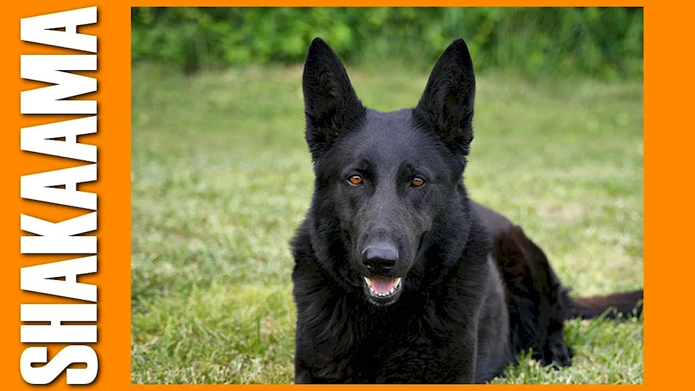 German shepherd black