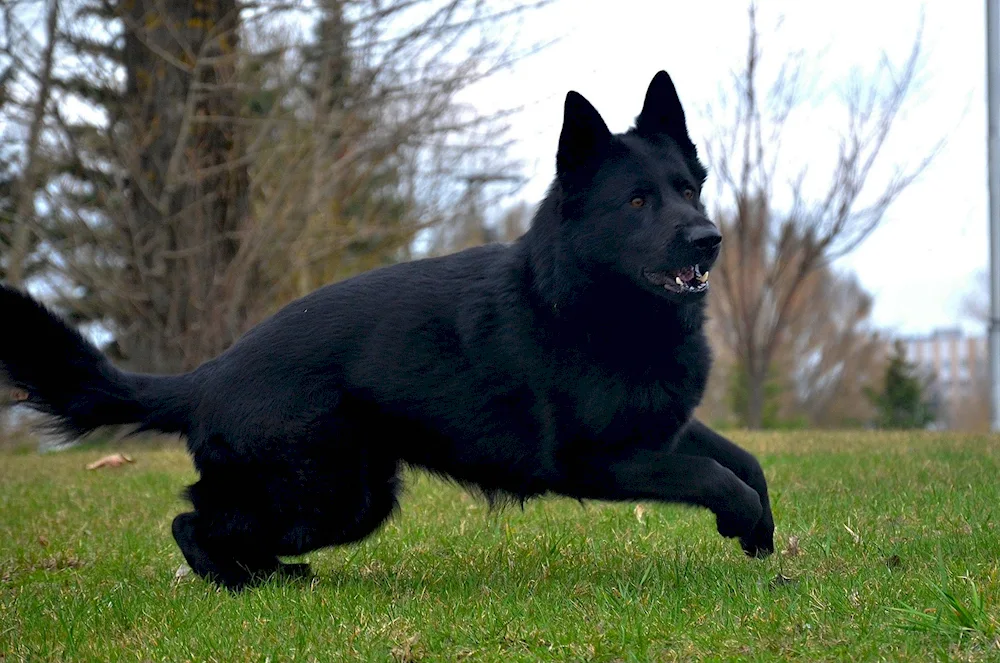 German shepherd black