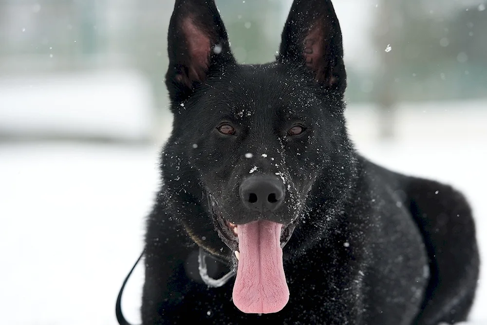 German shepherd black