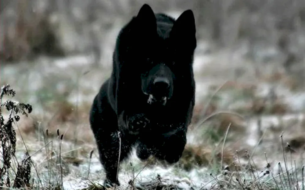 German shepherd black smoothhair dog