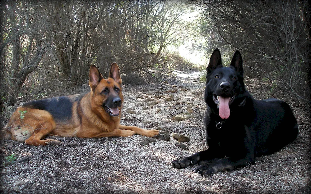 German shepherd black smoothhair dog