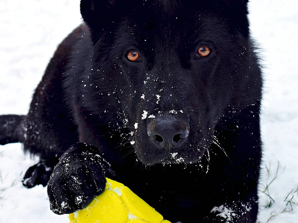 Eastern European shepherd black. European shepherd black